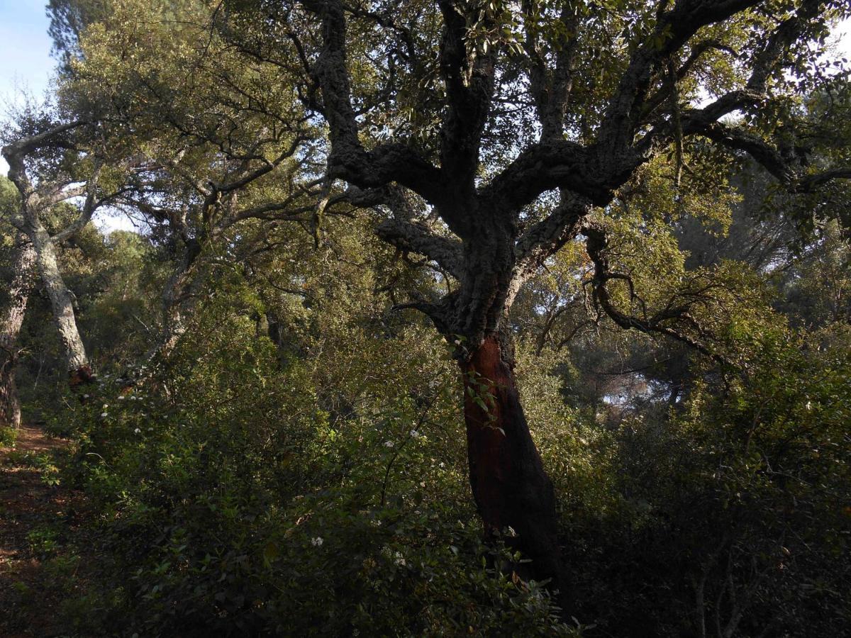 La Cabana Del Alcornoque Cordoba Dış mekan fotoğraf